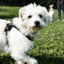 Le glas des cours canins n’a pas encore sonné