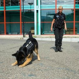 Formation –  Le chien qui détecte les cadavres