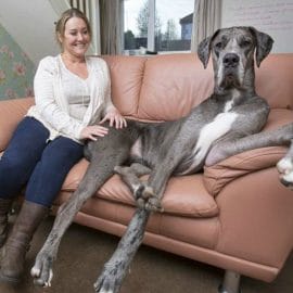 Freddy, le plus grand chien du monde.