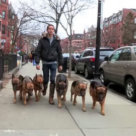 L’homme qui murmure à l’oreille des chiens