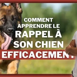 Améliorer le Rappel de Votre Chien