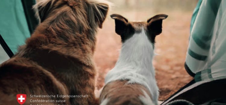 Voyager avec son Animal de Compagnie