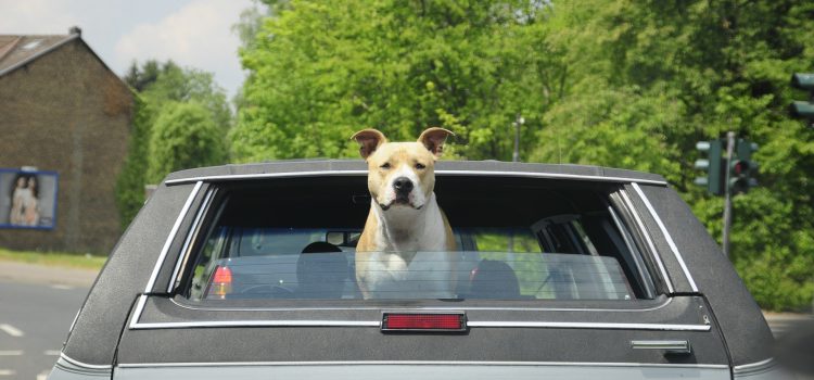 Mon chien en voiture : Les règles de sécurité