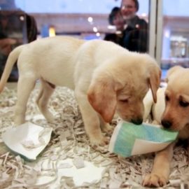 Fini les chiots achetés en animaleries britanniques