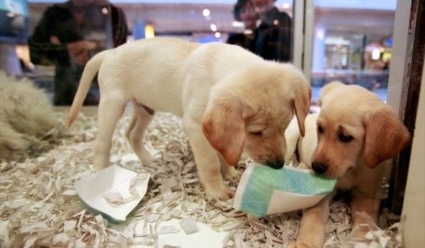 Fini les chiots achetés en animaleries britanniques