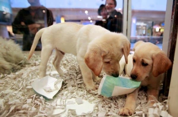 Fini les chiots achetés en animaleries britanniques