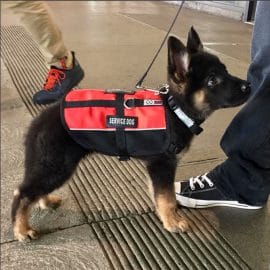 Premiers jours de travail pour ces chiots policiers