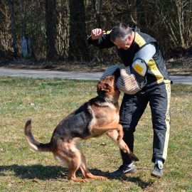 Résultats du Challenge romand du berger allemand les 18-19 mars 2016