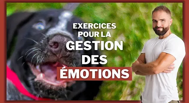 Comment améliorer l’écoute et la gestion des émotions de votre chien ?