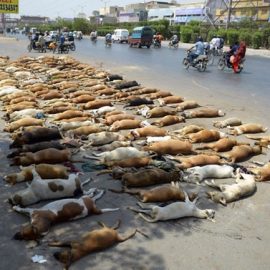 A Karachi (Pakistan), pas de répit pour les chiens errants