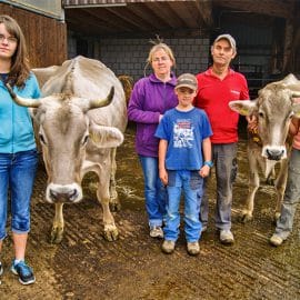 Les crottes des chiens peuvent mener les vaches à l’abattoir