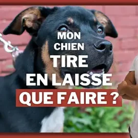 Mon chien tire en laisse comment faire ?