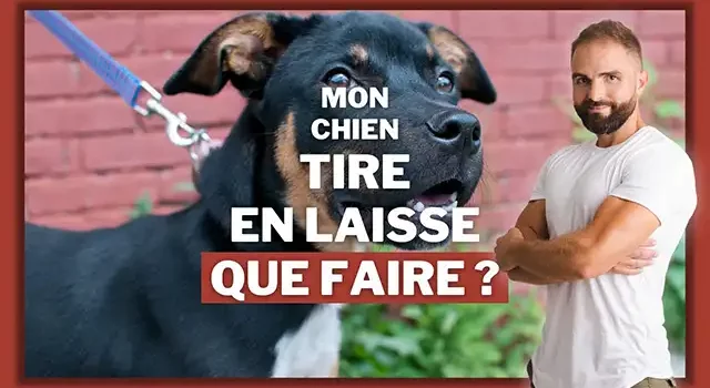 Mon chien tire en laisse comment faire ?