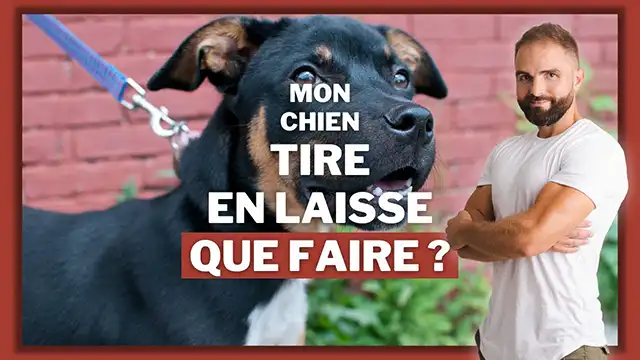 Comment dresser son chien pour qu'il arrête de tirer en laisse pendant les promenades