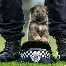 Police Dogs Photography