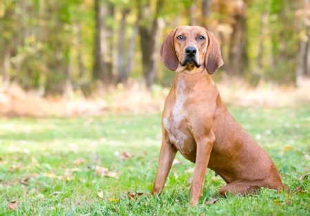 Redbone Coonhound