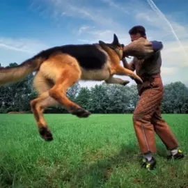 Sports Canins en Danger : Une Interdiction Menace les Chiens de Travail !