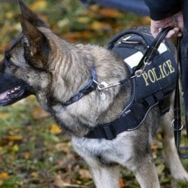 Justice: Chien policier mordeur acquitté