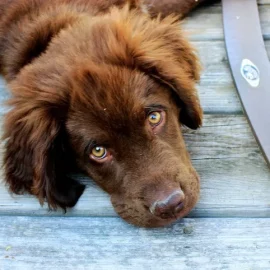 Apprenez la propreté à votre chien ou chiot en un temps record !