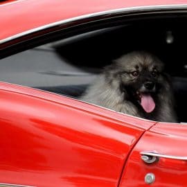 Chiens dans une voiture libérés de justesse à Bâle