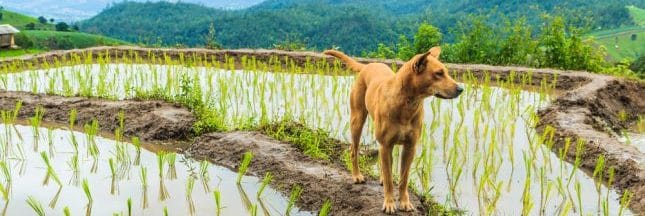 70 000 chiens abattus à Bali et servis aux touristes