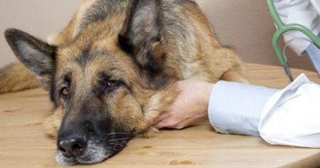 Coronavirus du chien : comment protéger mon animal et peut-il me contaminer ?