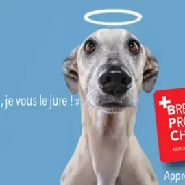 Le Brevet National de Propriétaire de Chien (BPC) : Tout Ce Que Vous Devez Savoir