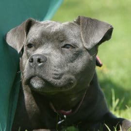 Sous l'effet de la drogue un chien tue son proprio