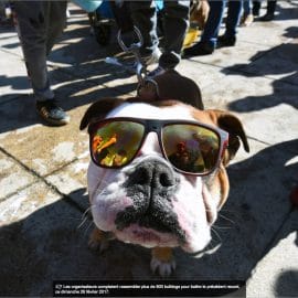 Record de Bulldogs anglais dans la rue?