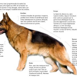 Les caractéristiques physiques du berger allemand