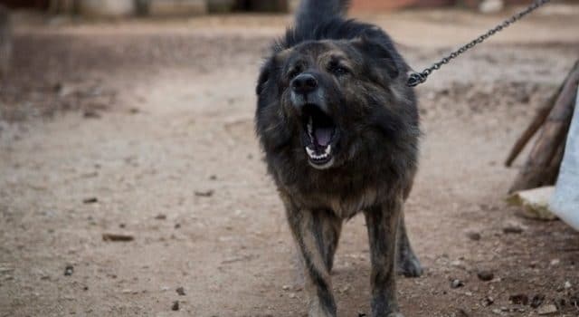 On ne pourra plus empêcher un chien d’aboyer