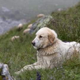 Les chiens de troupeaux essentiels contre les loups