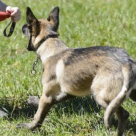 Voleur saisi à la cuisse par un chien policier