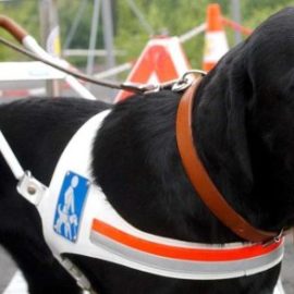 La loi pourrait bouger face aux chiens-guides refusés