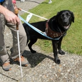 Une 5e école pour chiens guides d’aveugle en Suisse