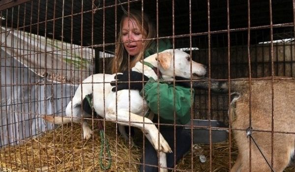 Consommation de la viande de chien