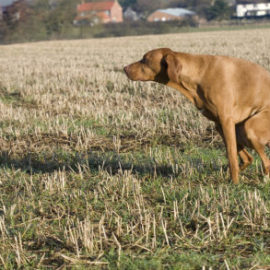 Crottes dans les champs: proprios rappelés à la loi