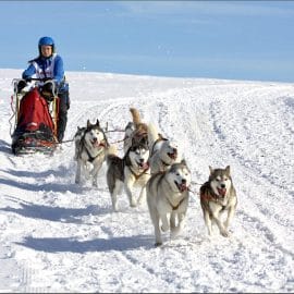 Chiens de traîneaux – Saignelégier 2017