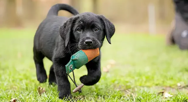 Renforcement des Règles d’Importation de Chiots en Suisse