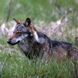 Une nouvelle louve a été observée