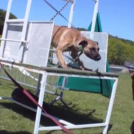 Des chiens «maltraités pour devenir méchants»