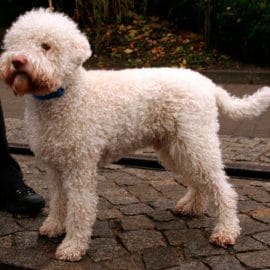 Son chien courageux fait fuir deux voleurs