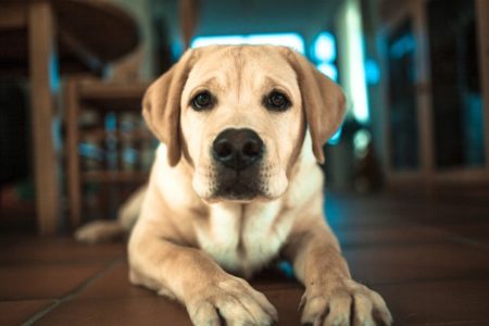 Coronavirus du chien : comment protéger mon animal et peut-il me contaminer ?