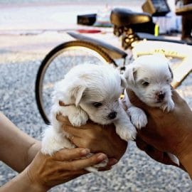 Arrêté pour trafic de chiots