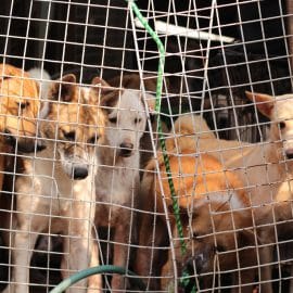 70 000 chiens abattus à Bali et servis aux touristes