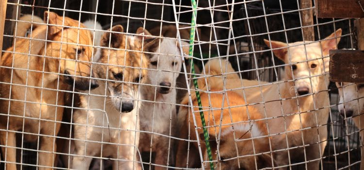 70 000 chiens abattus à Bali et servis aux touristes