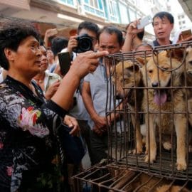 Ils revendaient la viande de chiens empoisonnés