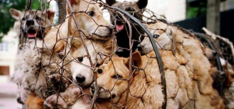 Festival de Yulin : 40 000 chiens seront encore massacrés et mangés cette année